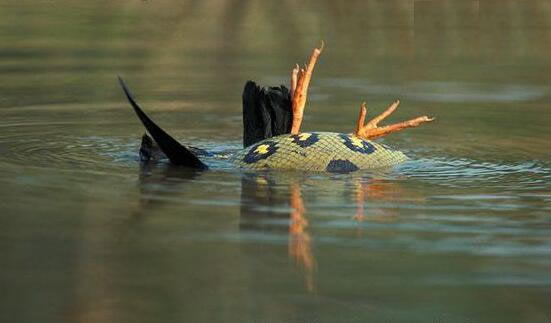 世界上最大的蟒蛇：绿水蟒世界上最大长8.9米巨蟒