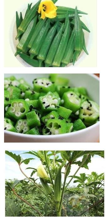 秋葵的功效与作用：秋葵的禁忌和副作用及食用方法