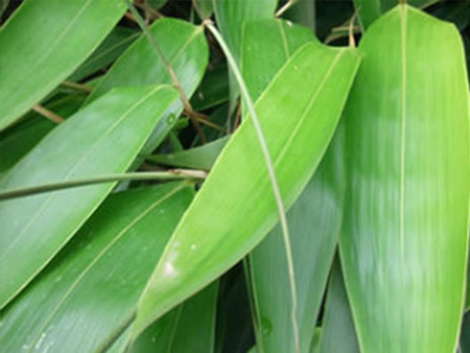 端午节粽子图片:端午节包粽子用的棕叶到底有几种 端午节粽子图片:端午节包粽子用的棕叶到底有几种