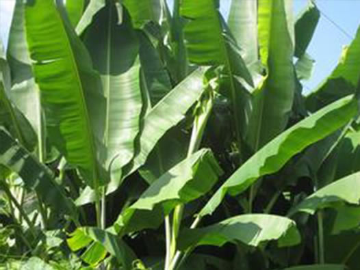 端午节粽子图片:端午节包粽子用的棕叶到底有几种 端午节粽子图片:端午节包粽子用的棕叶到底有几种