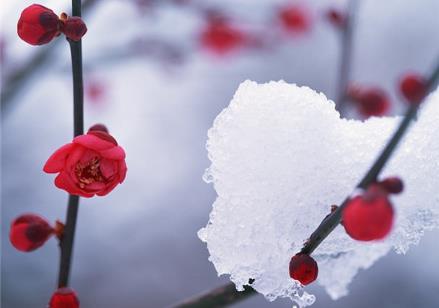 中国十大名花是什么：漂亮的中国10大名花欣赏