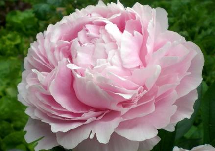 中国十大名花是什么：漂亮的中国10大名花欣赏