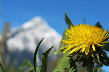 中国十大名花是什么：漂亮的中国10大名花欣赏