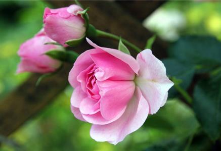 中国十大名花是什么：漂亮的中国10大名花欣赏