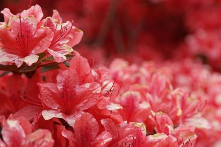 中国十大名花是什么：漂亮的中国10大名花欣赏