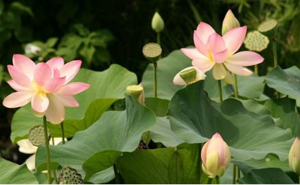 中国十大名花是什么：漂亮的中国10大名花欣赏