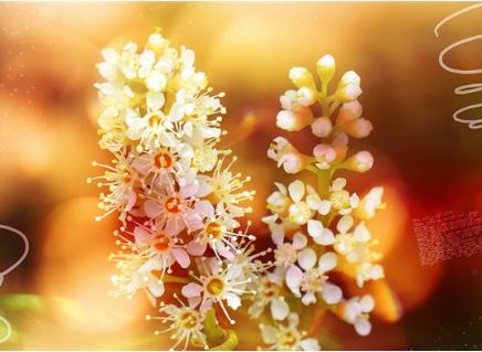 中国十大名花是什么：漂亮的中国10大名花欣赏