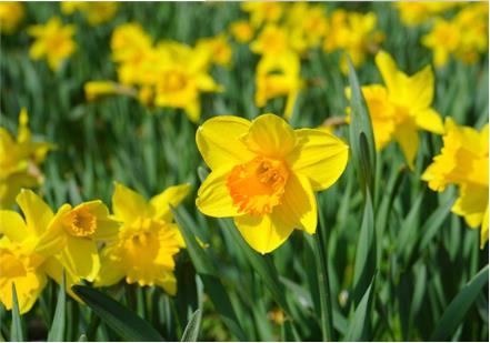 中国十大名花是什么：漂亮的中国10大名花欣赏