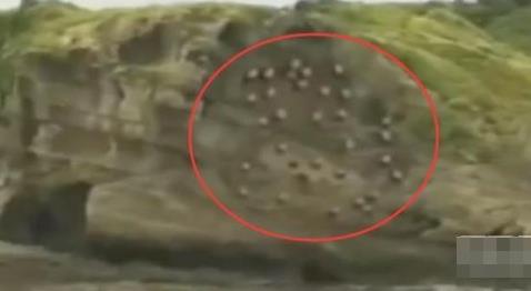 男子海边发现奇怪生物 下一幕吓呆众人（组图）