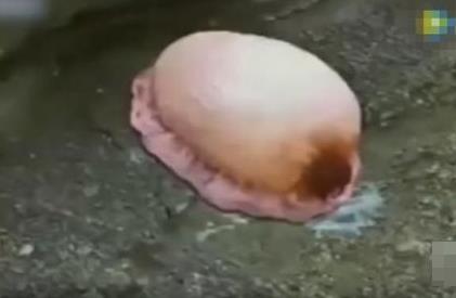 男子海边发现奇怪生物 下一幕吓呆众人（组图）