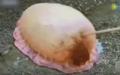 男子海边发现奇怪生物 下一幕吓呆众人（组图）