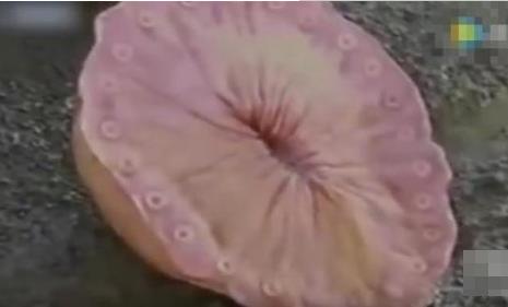 男子海边发现奇怪生物 下一幕吓呆众人（组图）