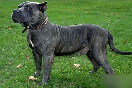 世界上什么狗最凶猛：世界十大最凶猛的狗盘点