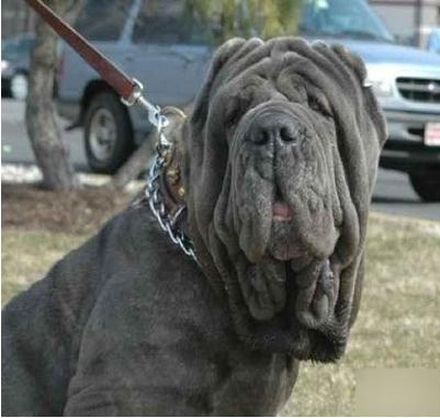 世界上什么狗最凶猛：世界十大最凶猛的狗盘点