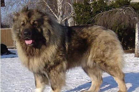 世界上什么狗最凶猛：世界十大最凶猛的狗盘点