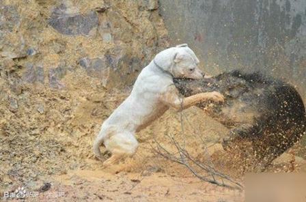 世界上什么狗最凶猛：世界十大最凶猛的狗盘点