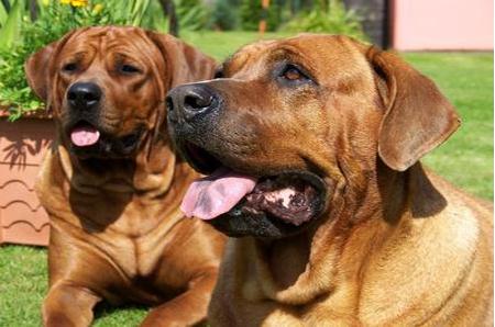 世界上什么狗最凶猛：世界十大最凶猛的狗盘点