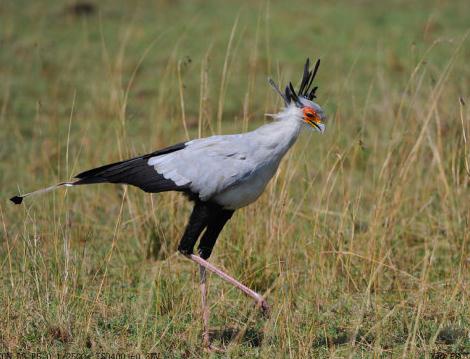 蛇的天敌:蛇的天敌蛇鹫介绍(全文) 蛇的天敌:蛇的天敌蛇鹫介绍(全文)