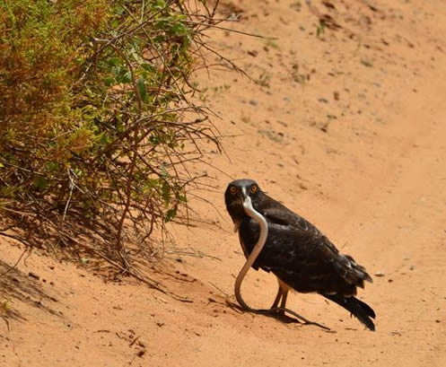 蛇的天敌有哪些：蛇有天敌吗？蛇的天敌是什么