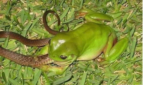 蛇的天敌有哪些：蛇有天敌吗？蛇的天敌是什么