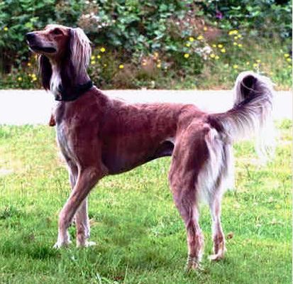 寿命最长在狗:最长久在陪伴【狗的寿命】 寿命最长在狗:最长久在陪伴【狗的寿命】