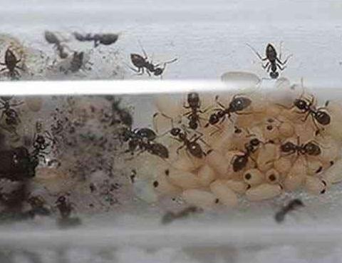 活捉蚁后给点沾水棉花下幕惊呆：不可思议一幕