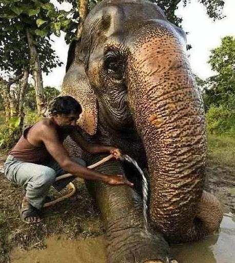 村民捕获120岁大蛇:场面骇人（组图）