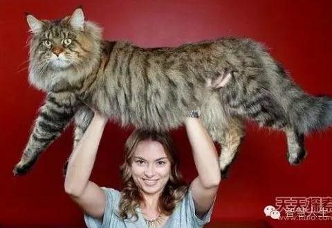 村民捕获120岁大蛇:场面骇人(组图) 村民捕获120岁大蛇:场面骇人(组图)