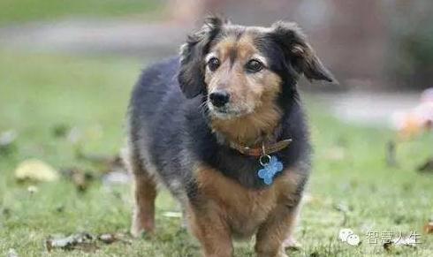 村民捕获120岁大蛇:场面骇人(组图) 村民捕获120岁大蛇:场面骇人(组图)