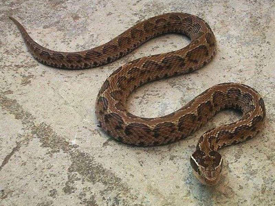 家里闯入大蛇土狗表现让人傻眼(组图) 家里闯入大蛇土狗表现让人傻眼(组图)