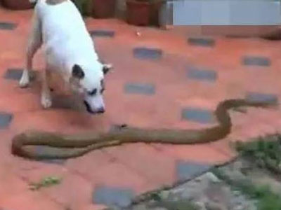 家里闯入大蛇土狗表现让人傻眼(组图) 家里闯入大蛇土狗表现让人傻眼(组图)