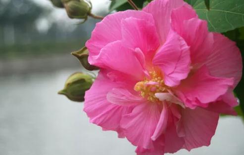 【秋分节气】秋分节气开什么花:秋分节气种花注意什么 【秋分节气】秋分节气开什么花:秋分节气种花注意什么