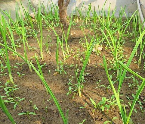 10月份可以种什么蔬菜:一年种菜时间表 10月份可以种什么蔬菜:一年种菜时间表