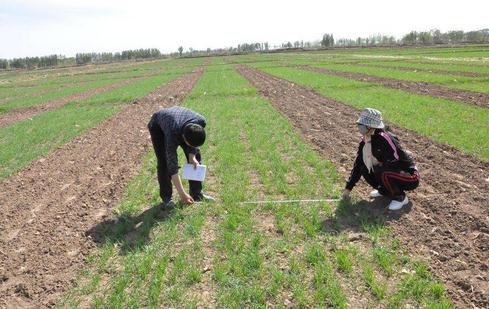 秋分可以种小麦了吗:秋分节气农事活动有哪些 秋分可以种小麦了吗:秋分节气农事活动有哪些