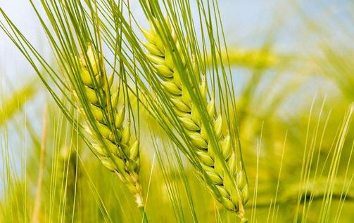 秋分可以种小麦了吗:秋分节气农事活动有哪些 秋分可以种小麦了吗:秋分节气农事活动有哪些