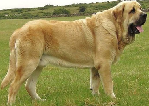 世界上最大的狗排名:十大最大的狗身高和体重详情 世界上最大的狗排名:十大最大的狗身高和体重详情