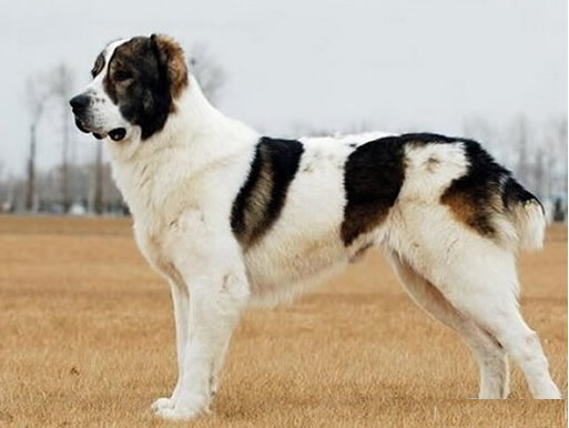 世界上最大的狗排名:十大最大的狗身高和体重详情 世界上最大的狗排名:十大最大的狗身高和体重详情