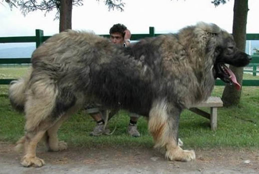 世界上最大的狗排名:十大最大的狗身高和体重详情 世界上最大的狗排名:十大最大的狗身高和体重详情