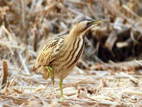 不冬眠的动物有哪些:什么动物不冬眠 不冬眠的动物有哪些:什么动物不冬眠