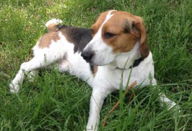 最适合家养的狗排名：十大适合在家里养的狗（图）