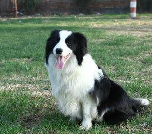 最适合家养的狗排名：十大适合在家里养的狗（图）