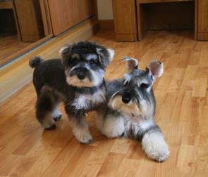 最适合家养的狗排名：十大适合在家里养的狗（图）