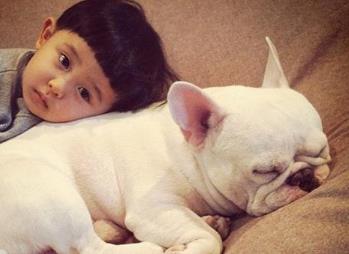 最适合家养的狗排名：十大适合在家里养的狗（图）