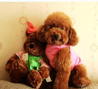 最适合家养的狗排名：十大适合在家里养的狗（图）