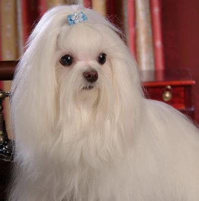 【小巧玲珑】最可爱的10大小型犬：萌翻你（图）