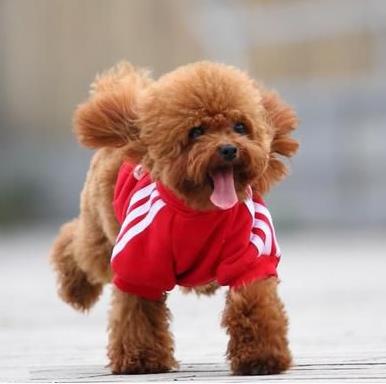 【小巧玲珑】最可爱的10大小型犬：萌翻你（图）