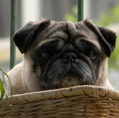 【小巧玲珑】最可爱的10大小型犬：萌翻你（图）