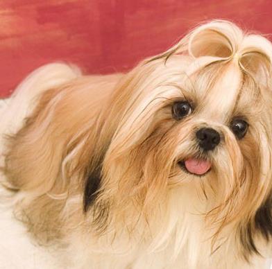 【小巧玲珑】最可爱的10大小型犬：萌翻你（图）