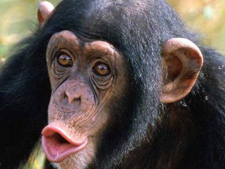 聪明动物排行榜：除人类之外最聪明的十种动物