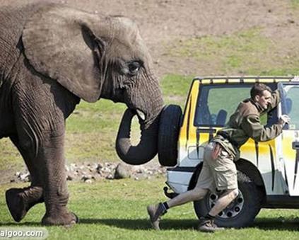 聪明动物排行榜：除人类之外最聪明的十种动物